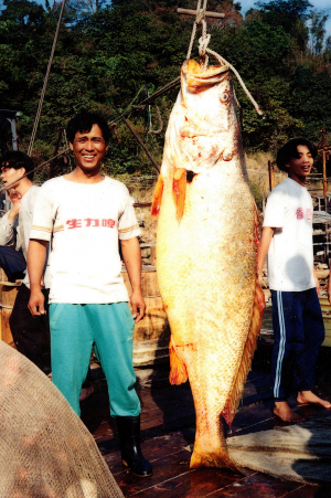 Giant yellow croaker  - photo Cheng Tai-sing